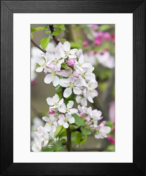 Framed Print : Picture No. 10893871 Framed Print : Picture No. 10893871