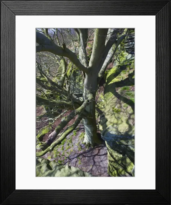 Framed Print : Picture No. 10893872 Framed Print : Picture No. 10893872