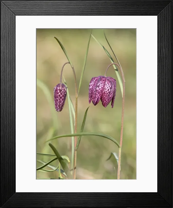 Framed Print : Picture No. 10893875 Framed Print : Picture No. 10893875