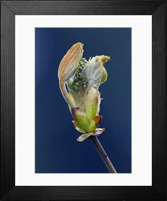Framed Print : Picture No. 10893874