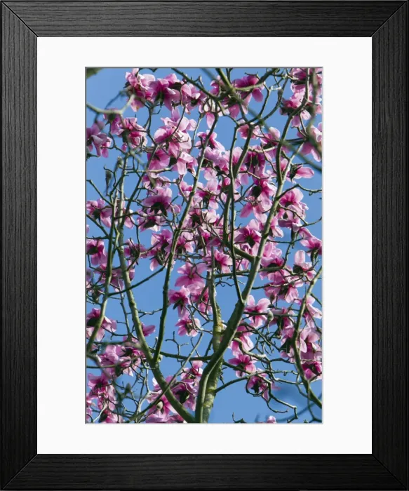 Framed Print : Picture No. 10893877 Framed Print : Picture No. 10893877