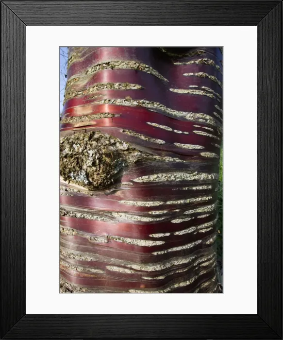 Framed Print : Picture No. 10893873 Framed Print : Picture No. 10893873