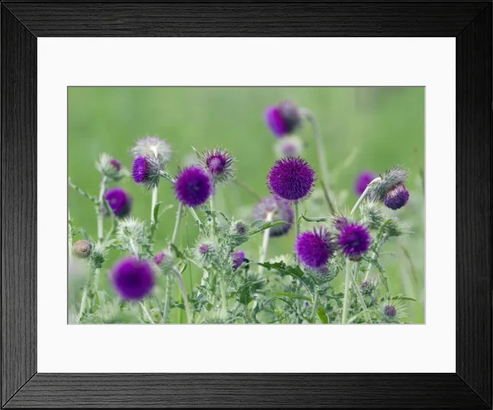 Framed Print : Picture No. 10893878 Framed Print : Picture No. 10893878