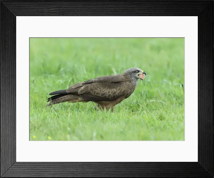 Framed Print : Picture No. 10893880 Framed Print : Picture No. 10893880