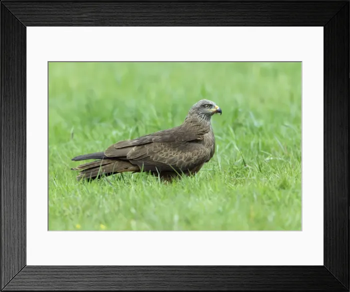Framed Print : Picture No. 10893881 Framed Print : Picture No. 10893881