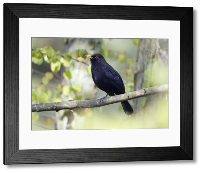 Framed Print : Picture No. 10893882 Framed Print : Picture No. 10893882
