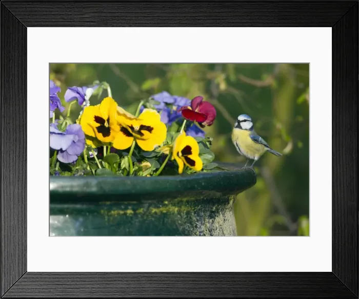 Framed Print : Picture No. 10893884 Framed Print : Picture No. 10893884