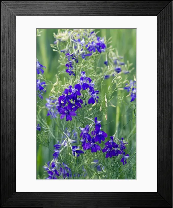 Framed Print : Picture No. 10893879 Framed Print : Picture No. 10893879