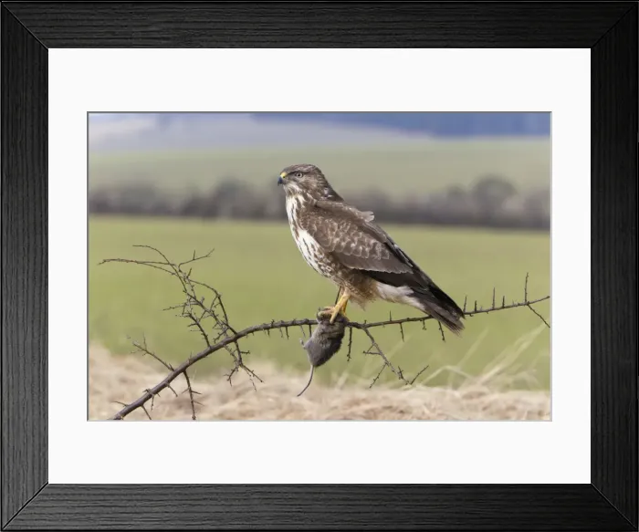Framed Print : Picture No. 10893885