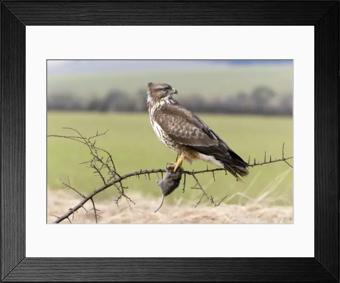 Framed Print : Picture No. 10893886 Framed Print : Picture No. 10893886