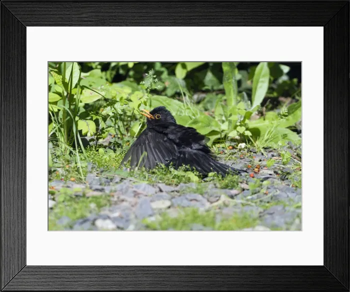 Framed Print : Picture No. 10893883 Framed Print : Picture No. 10893883