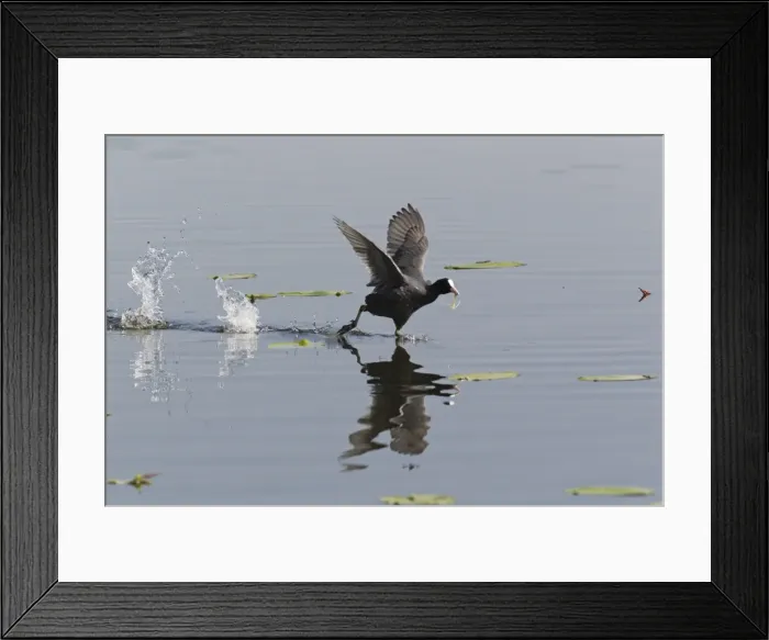 Framed Print : Picture No. 10893887 Framed Print : Picture No. 10893887