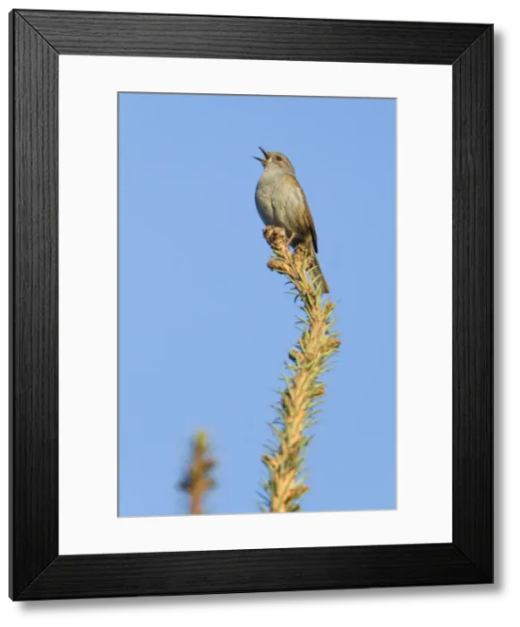 Framed Print : Picture No. 10893891 Framed Print : Picture No. 10893891