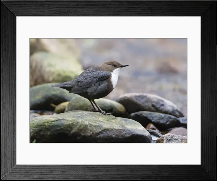 Framed Print : Picture No. 10893890 Framed Print : Picture No. 10893890