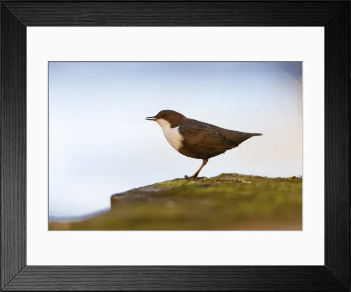 Framed Print : Picture No. 10893888 Framed Print : Picture No. 10893888