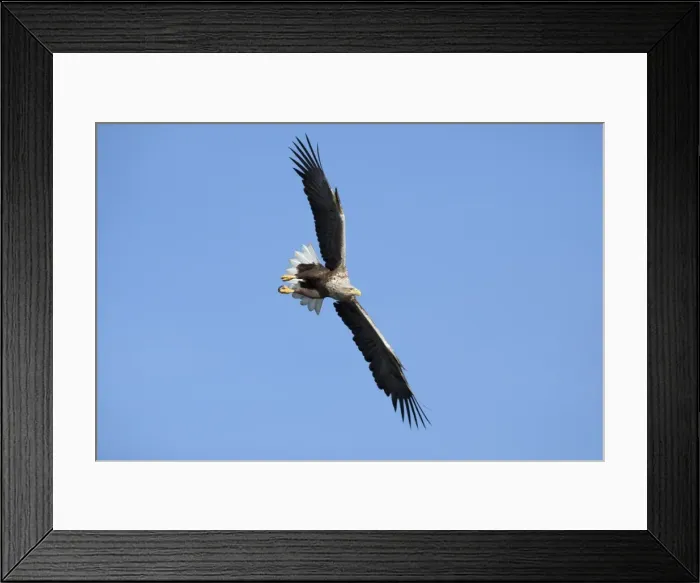 Framed Print : Picture No. 10893893