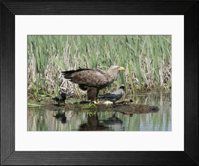 Framed Print : Picture No. 10893894 Framed Print : Picture No. 10893894
