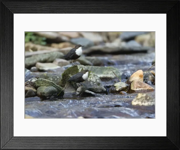 Framed Print : Picture No. 10893889 Framed Print : Picture No. 10893889