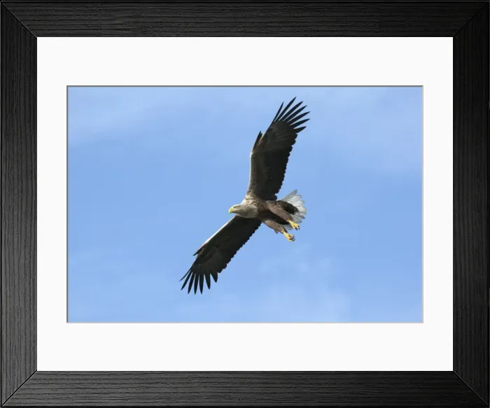 Framed Print : Picture No. 10893897 Framed Print : Picture No. 10893897