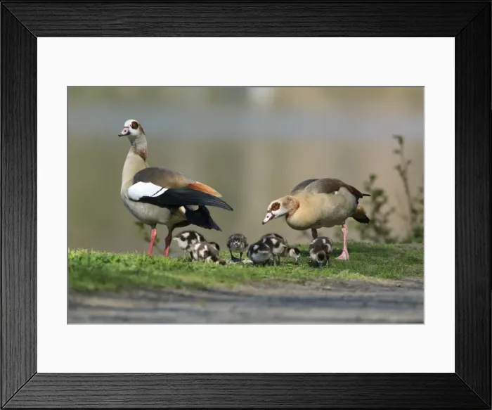 Framed Print : Picture No. 10893899 Framed Print : Picture No. 10893899