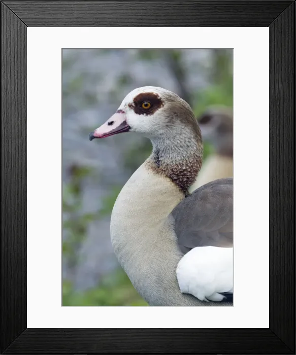 Framed Print : Picture No. 10893901 Framed Print : Picture No. 10893901
