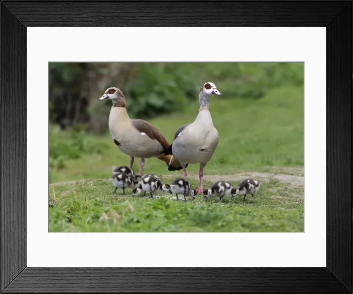 Framed Print : Picture No. 10893902 Framed Print : Picture No. 10893902