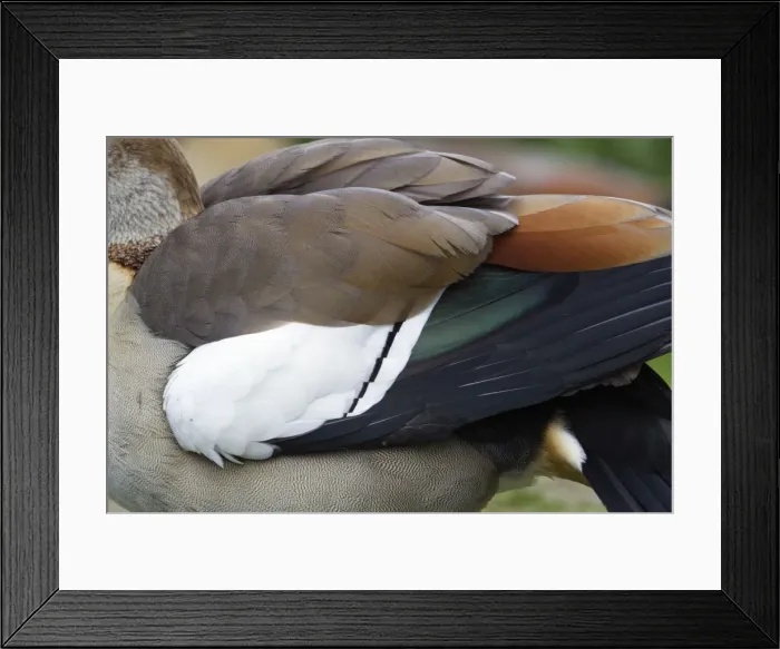 Framed Print : Picture No. 10893900 Framed Print : Picture No. 10893900