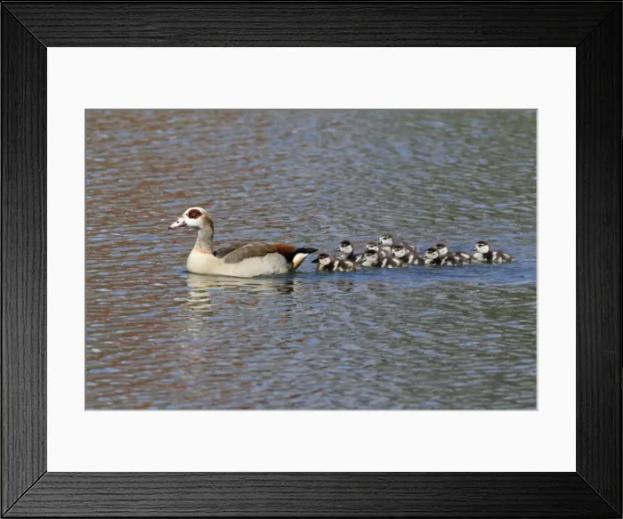 Framed Print : Picture No. 10893903 Framed Print : Picture No. 10893903