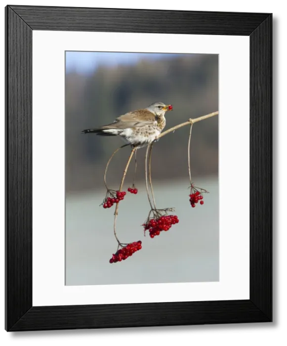Framed Print : Picture No. 10893906