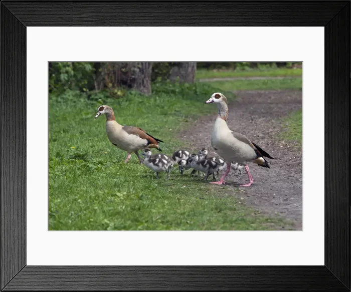 Framed Print : Picture No. 10893904 Framed Print : Picture No. 10893904