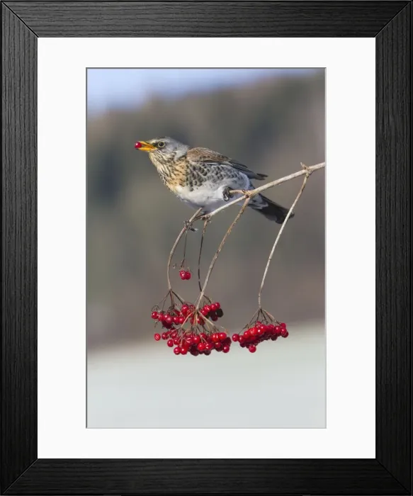 Framed Print : Picture No. 10893907
