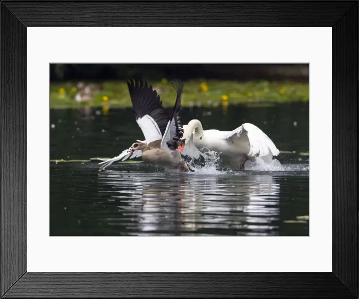 Framed Print : Picture No. 10893905 Framed Print : Picture No. 10893905