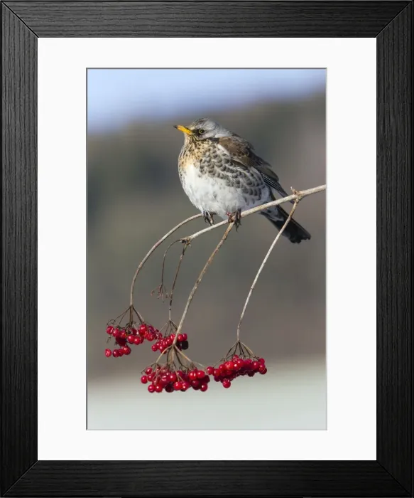 Framed Print : Picture No. 10893909 Framed Print : Picture No. 10893909