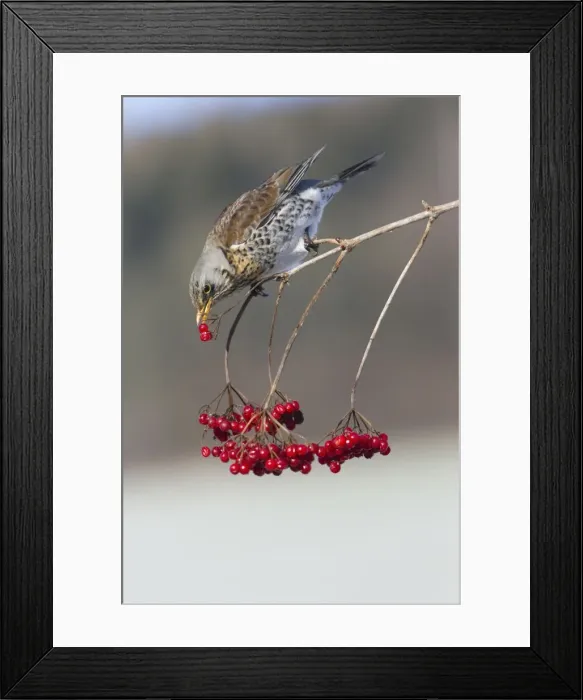 Framed Print : Picture No. 10893908