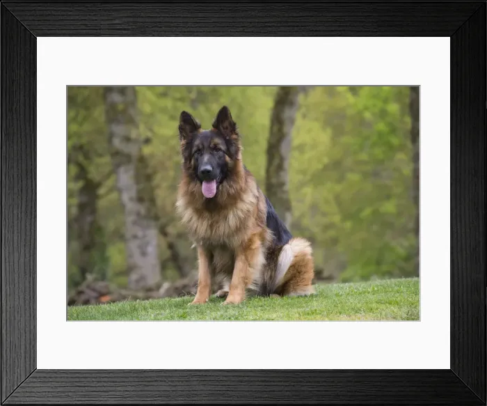 Framed Print : Picture No. 10898399 Framed Print : Picture No. 10898399