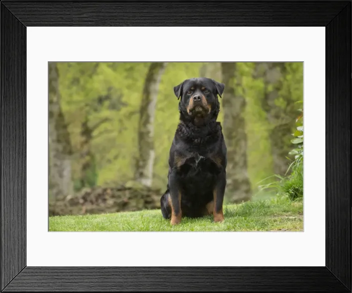 Framed Print : Picture No. 10898404 Framed Print : Picture No. 10898404