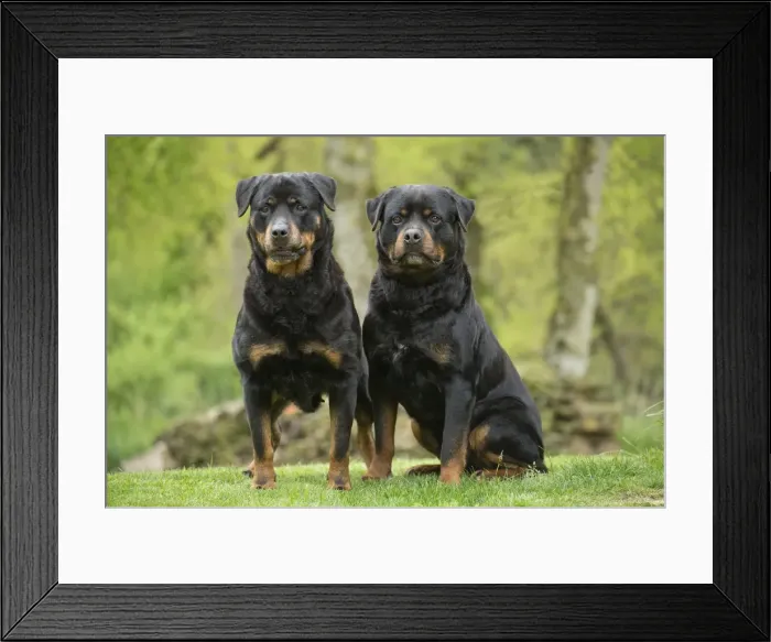 Framed Print : Picture No. 10898409