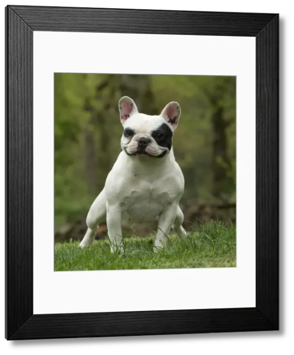 Framed Print : Picture No. 10898414 Framed Print : Picture No. 10898414