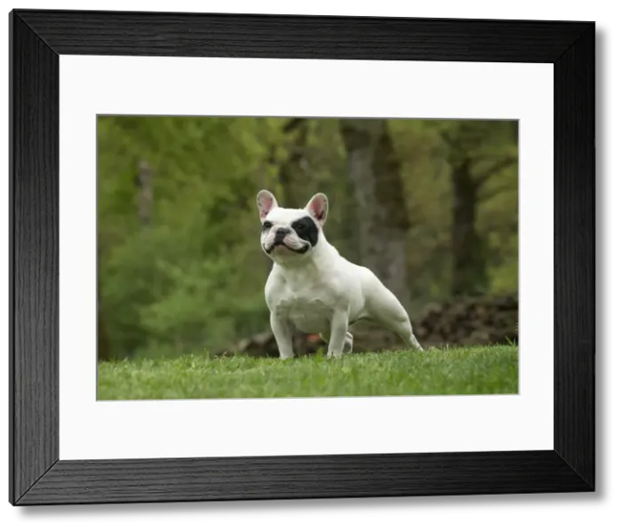 Framed Print : Picture No. 10898417 Framed Print : Picture No. 10898417
