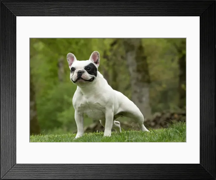 Framed Print : Picture No. 10898415 Framed Print : Picture No. 10898415
