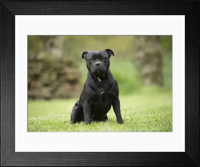 Framed Print : Picture No. 10898418