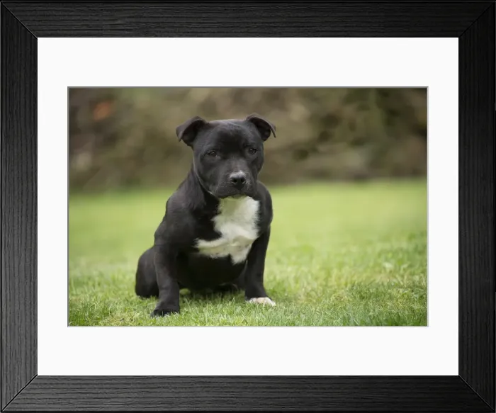 Framed Print : Picture No. 10898419 Framed Print : Picture No. 10898419