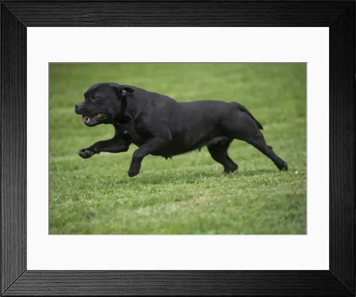 Framed Print : Picture No. 10898420 Framed Print : Picture No. 10898420