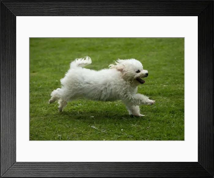 Framed Print : Picture No. 10898425 Framed Print : Picture No. 10898425