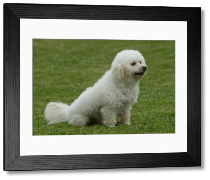 Framed Print : Picture No. 10898424 Framed Print : Picture No. 10898424