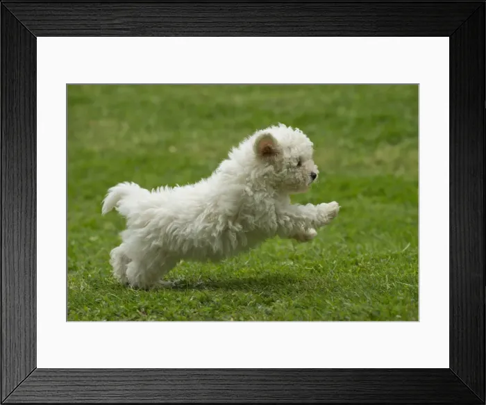 Framed Print : Picture No. 10898428 Framed Print : Picture No. 10898428