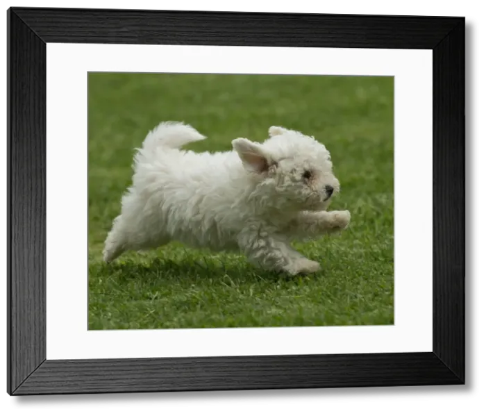Framed Print : Picture No. 10898434 Framed Print : Picture No. 10898434