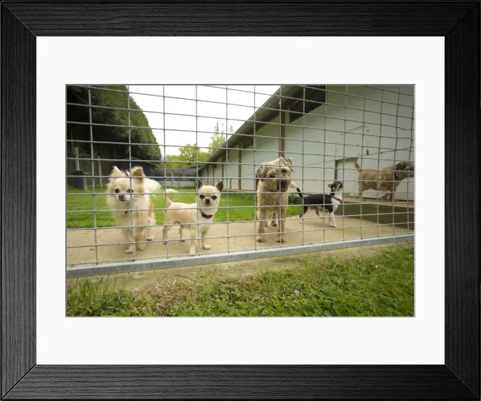 Framed Print : Picture No. 10898438 Framed Print : Picture No. 10898438