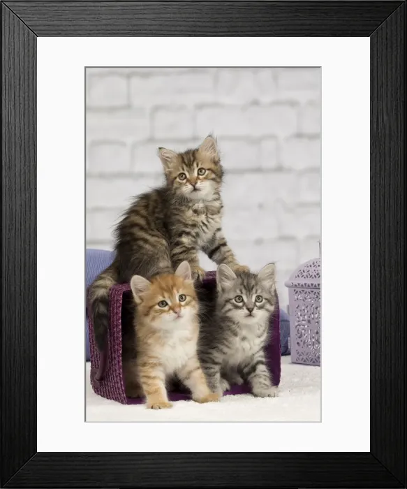 Framed Print : Picture No. 10898448 Framed Print : Picture No. 10898448