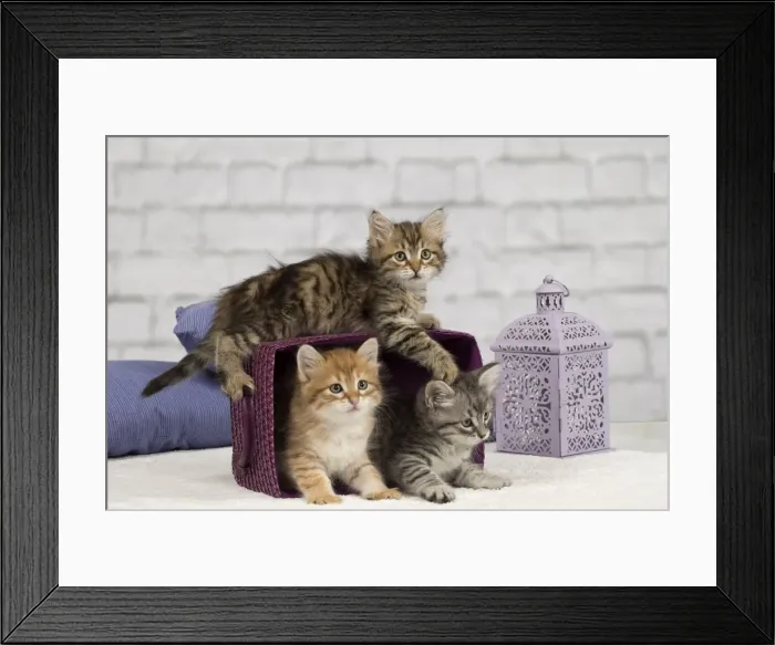 Framed Print : Picture No. 10898449 Framed Print : Picture No. 10898449